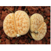 C309 - Seed